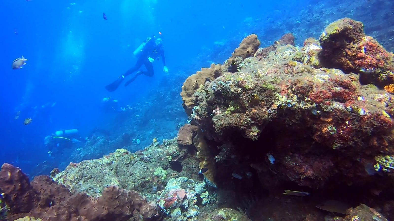 Coral Underwater