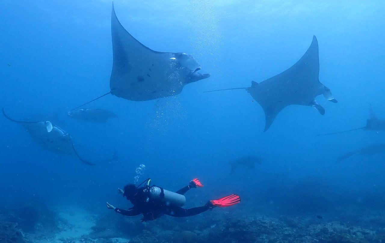 Amazing Scuba Diving Bali Diving School Diving In Bali